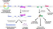 長非編碼rna