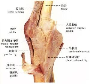 膝關節滑膜炎