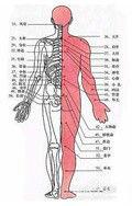 圖解人體經絡穴位養生大全[上海科學普及出版社出版圖書]