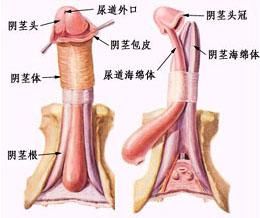 包皮包莖手術