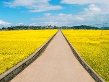 田間道路