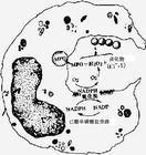 遺傳代謝病檢測