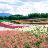 石龍山