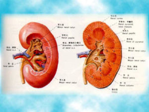 急性腎上腺皮質功能減退症