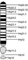 14號染色體物理圖譜