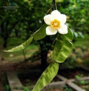 Citrus ichangensis（中文名：宜昌橙）