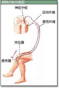 膝跳反應