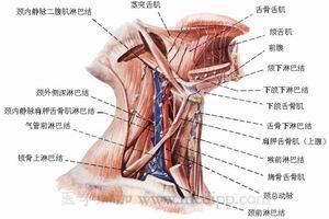 慢性頸淋巴結炎