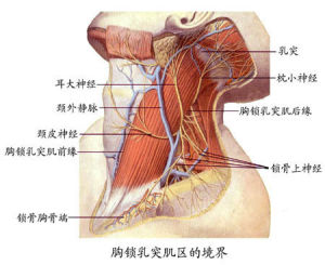 解剖生理學