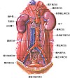 腹膜後感染與膿腫