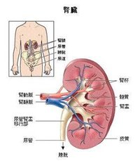 泌尿系統疾病