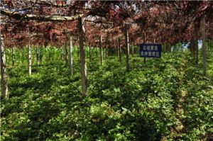 黃水藥用植物園