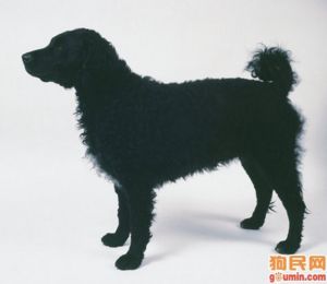 弗里斯蘭指示獵犬