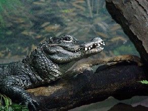 Chinese alligator