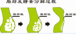 脂肪發酵素分解過程