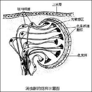 扁形動物門