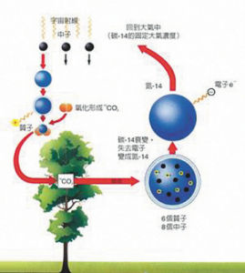 碳-14斷代的原理