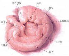 逐漸形成胚芽