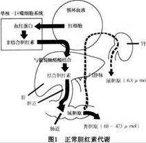 肝腸循環