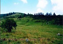 紫柏山國家森林公園圖片一