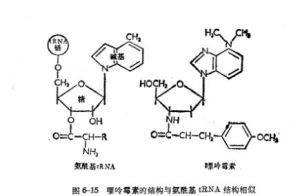 蛋白質合成抑制劑