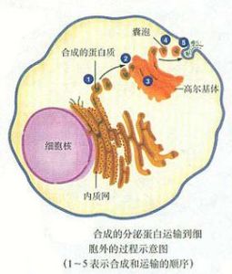 bc[網路辭彙]