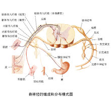 中樞神經系統