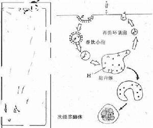 受體介導式入胞