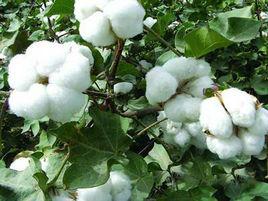 cotton