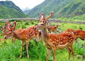 東豐型梅花鹿