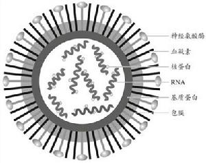 （圖）H1N1亞型豬流感病毒