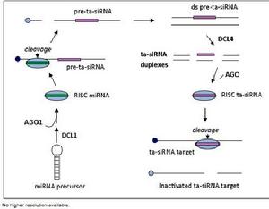 ta-siRNA