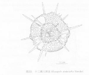 線描圖:十二棘六洞蟲