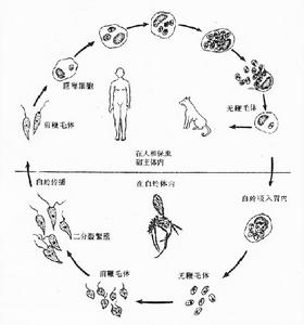 杜氏利什曼原蟲