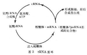 tRNA