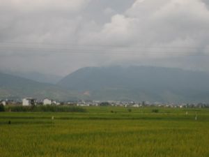 中大樹屯村