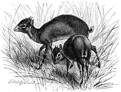 斑紋麂羚