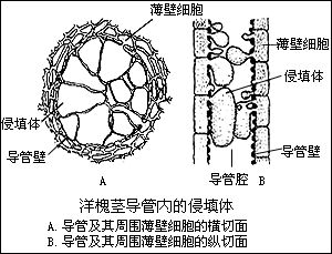 分子內相互作用