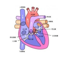 人工機械瓣膜