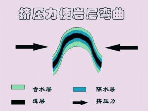 成煤植物