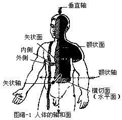 矢狀面