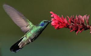 （圖）綠紫耳蜂鳥