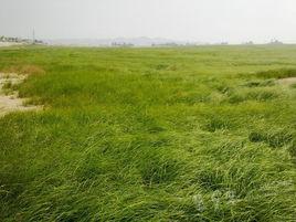 鄱陽湖草原