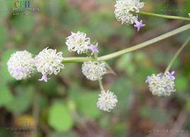 蕎花黃連