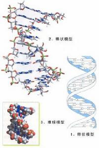 包涵體肌炎與遺傳性包涵體肌病