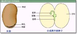 種子[裸子植物和被子植物特有的繁殖體]