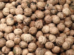 宣化關村特色產業-核桃