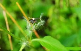 光苞毛鱗菊