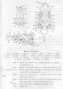 蝶耳骨