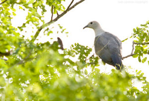 馬來灰皇鳩